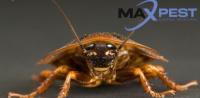 Cockroach Pest Control Melbourne image 2